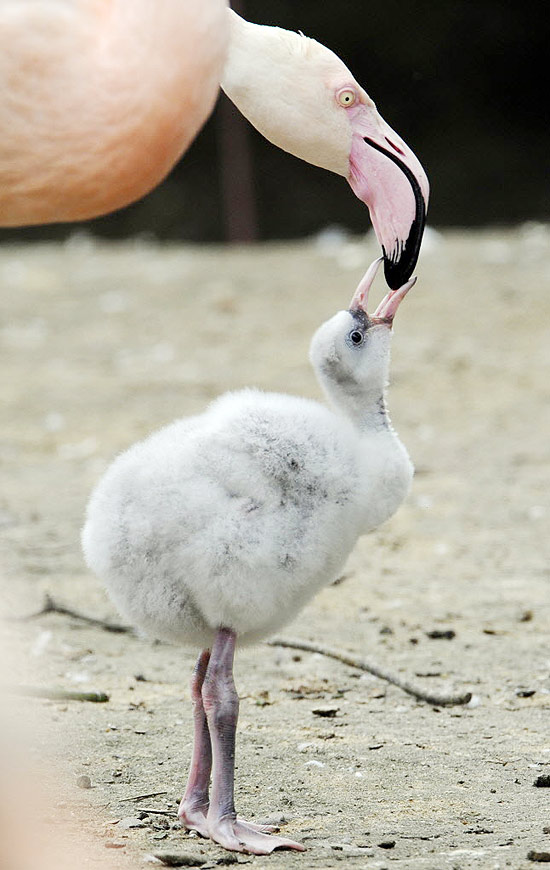 Bebê flamingo é alimentado pela mãe