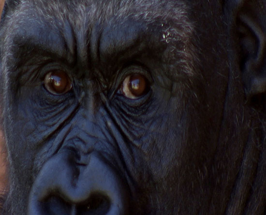 Um dos gorilas sequestrados que protagonizam o documentário "Gorillas: A Journey for Survival"