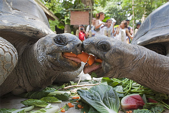 Casal de tartarugas divide uma cenoura