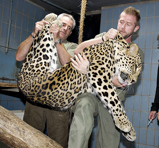Os biólogos Frank Thomas e Mikkel Kibsgaard carregam o leopardo sedado