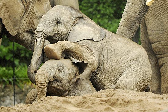 Dois elefantinhos brincam no zoo de Wuppertal, na Alemanha