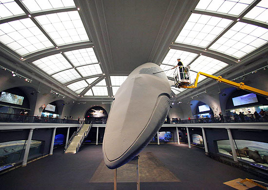 A baleia é lavada por um funcionário do museu