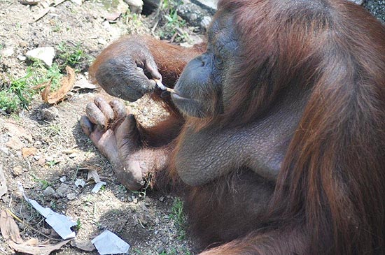 Orangotango fumante na Malásia foi posta em quarentena para largar o vício