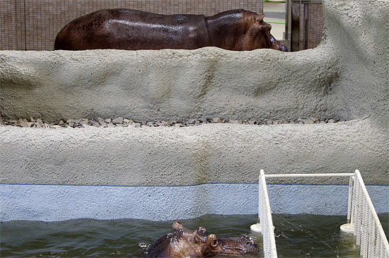 Hipopótamos em seu recinto no zoo