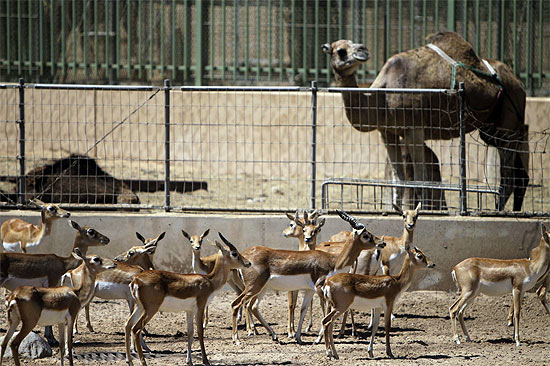 Antílopes e camelo no zoo de Tripoli