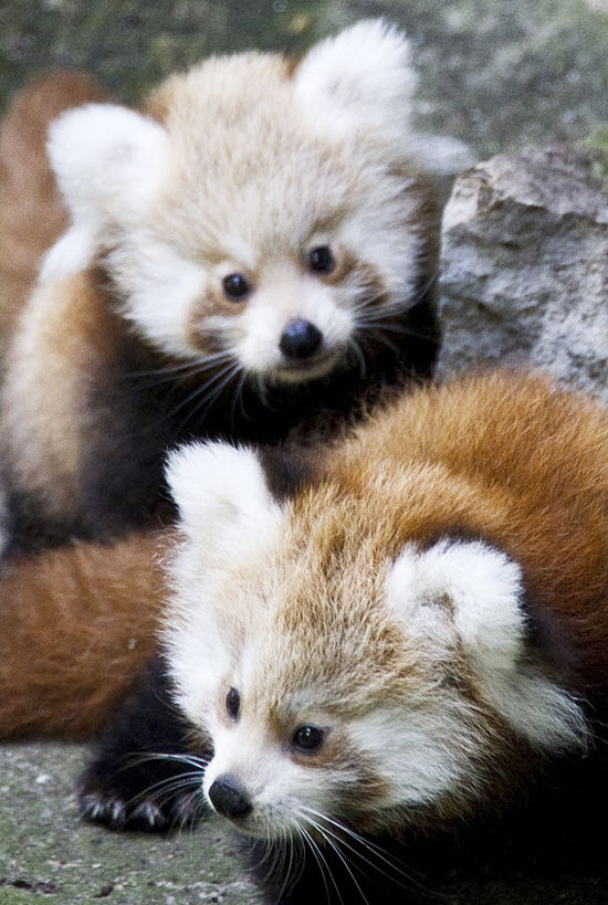 Kit e Kitty brincam no zoo de Berlim