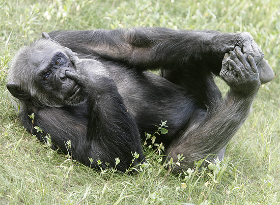 Após décadas preso, chimpanzé libertado se diverte na natureza, com direito a dedo no nariz