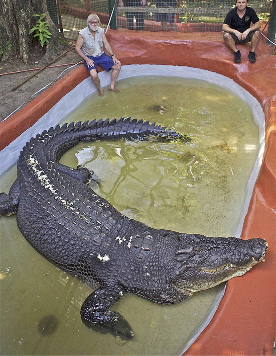 Crocodilo "Cassius" é reconhecido como o maior do mundo