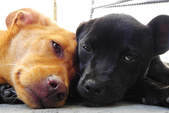 As cadelas Mel e Pretinha, ambas sem raça definida, são como irmãs e não se desgrudam nem para dormir