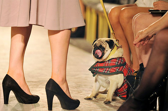 Pug fashinista na fila A de um desfile em Londres