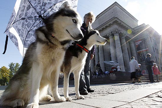 Dona protege cães husky do sol em São Petesburgo