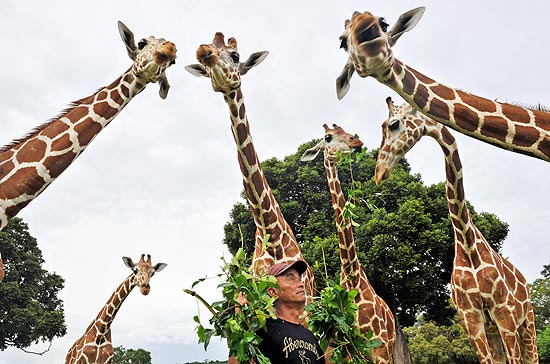 Tratador fica no meio das gigantes girafas para servir alimento
