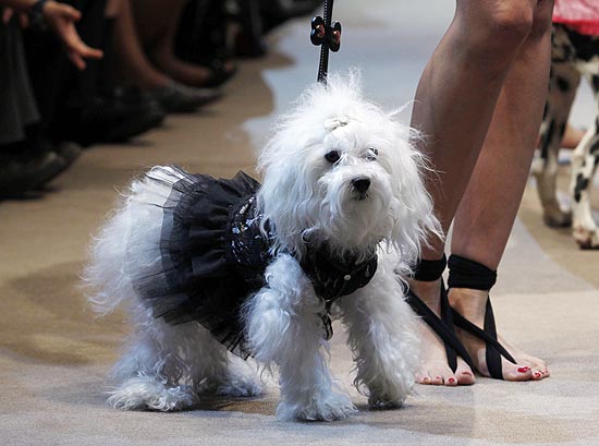 Cão participa de desfile de moda na Argentina