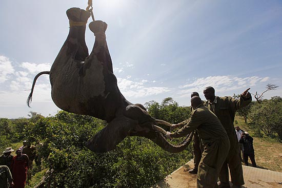 Elefante é sedado para ser levado à reserva Maasai Mara