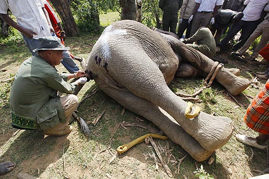 Elefante é amarrado para ser realocado na reserva Maasai Mara