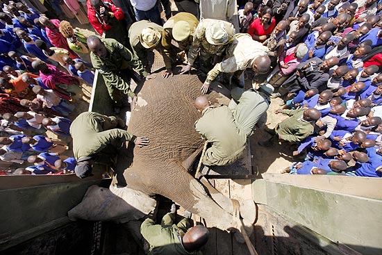 Grupo de militares transporta elefante