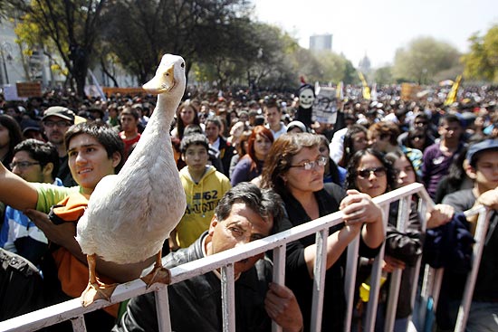 Em cima de uma grade, pato acompanha manifestações em Santiago, no Chile