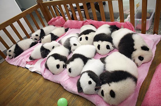 Doze filhotes de pandas dividem um berço da hora da soneca