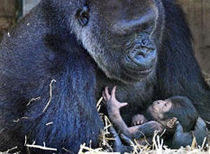 Zoo comemora nascimento de bebê gorila de espécie ameaçada