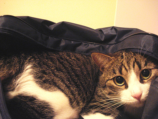 O gato Billy adora ficar dentro de malas e caixas