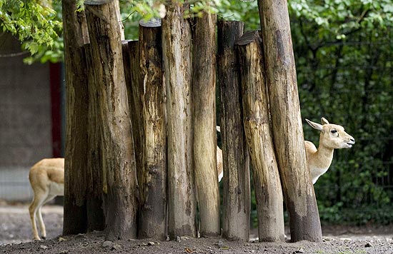 Se protegendo da chuva sob uma árvore, os animais acabaram criando uma ilusão de ótica