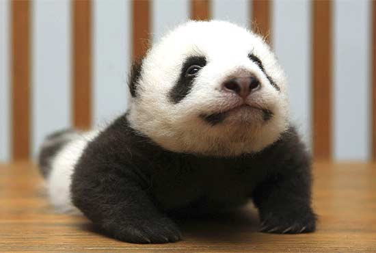 Filhote de panda "posa" para foto