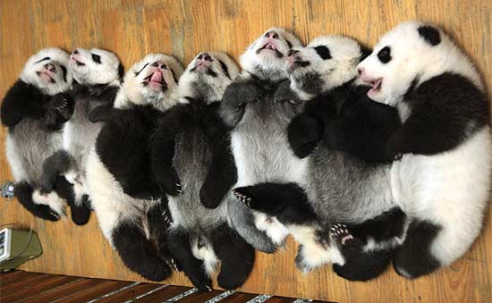 Sete bebês pandas dividem berço de centro de pesquisa