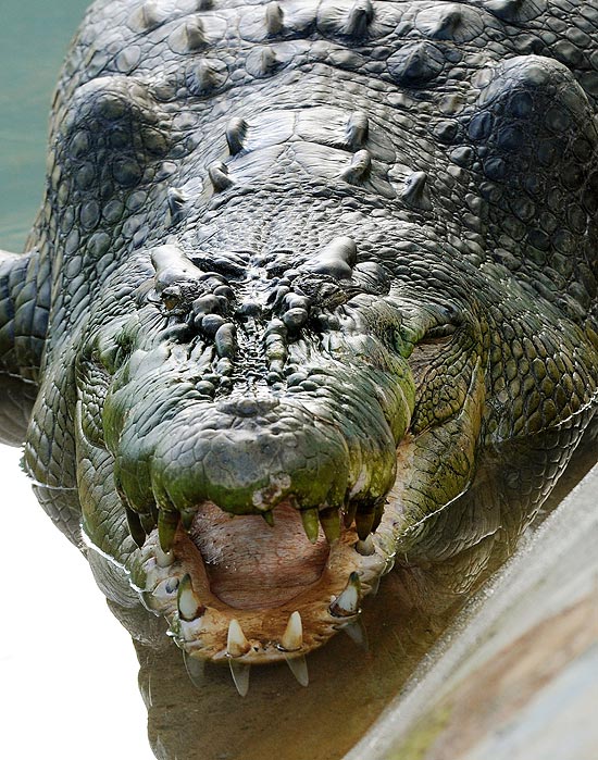 Considerado o maior crocodilo já capturado no mundo, Lolong vive nas Filipnhas