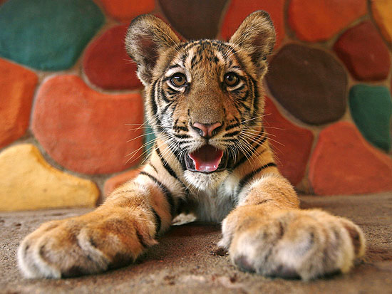 Tigre faz pose para as câmeras