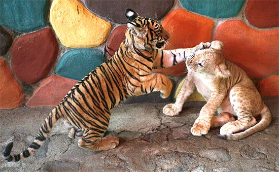 Filhotes de tigre-de-bengala e leão brincam