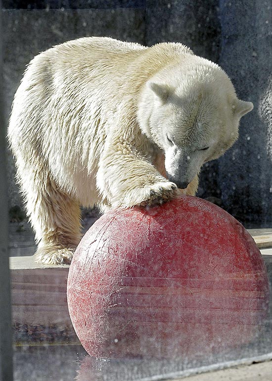 A fêmea Tania brinca com uma bola no zoo de Budapeste