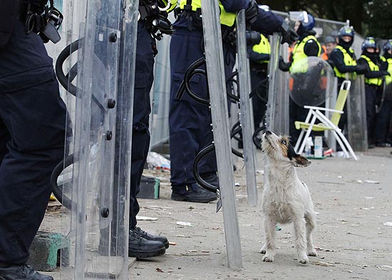 Cachorro destemido encara policiais na Inglaterra