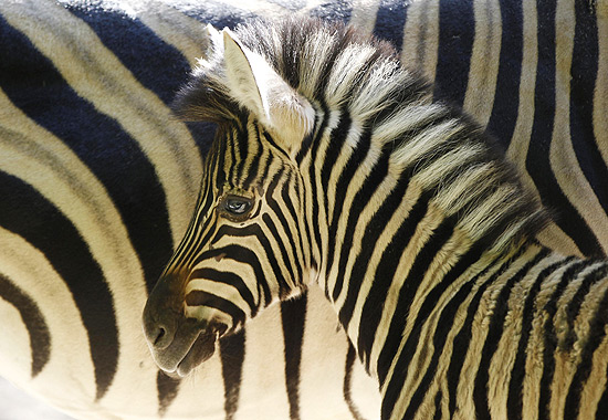 Zebras levaram ao melhor na comparao com cavalos por listras repelirem mais insetos hematfagos 
