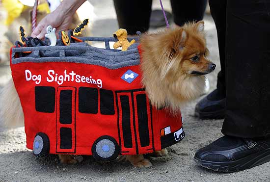 Cãozinho ganhou fantasia de Halloween para participar da parada