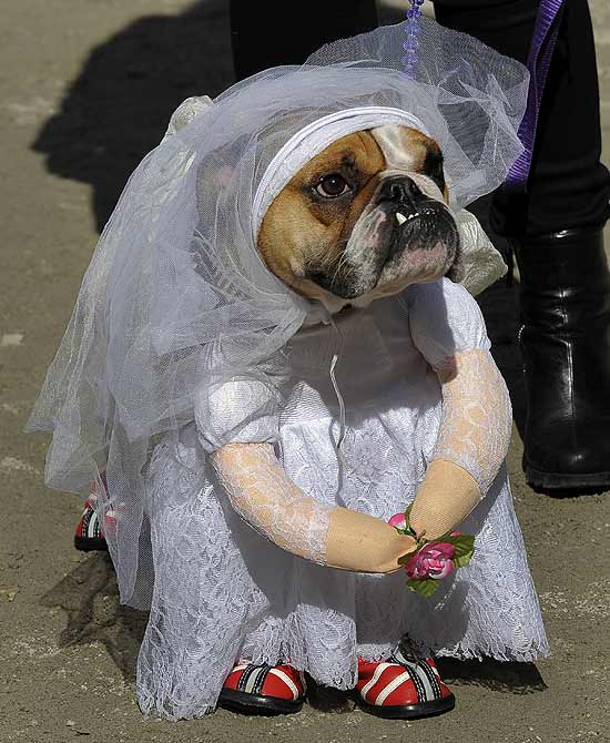 O buldogue Tank ganhou até braços falsos na sua fantasia de noiva