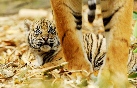 Um dos filhotinhos de tigre fica perto de sua mãe