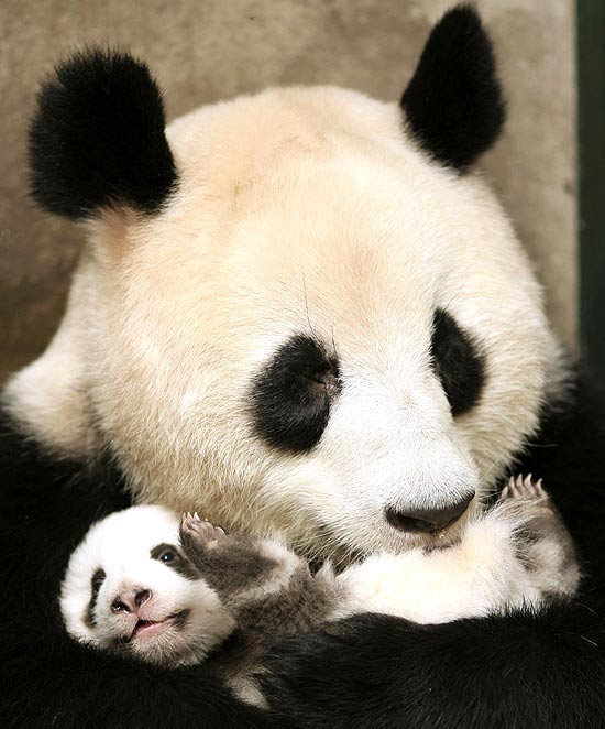 Panda gigante abraça filhote