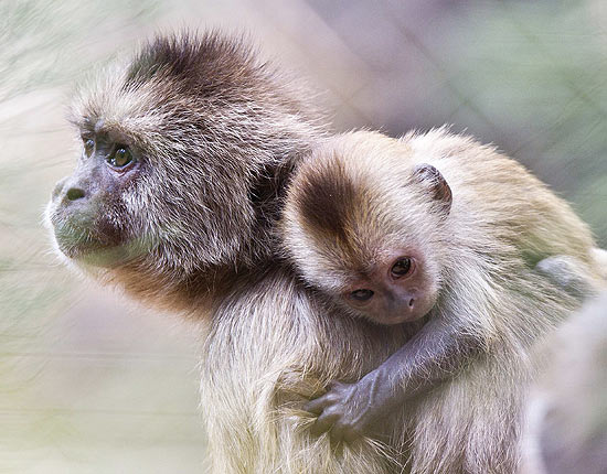 Macaquinho sai para passear nas costas da mãe