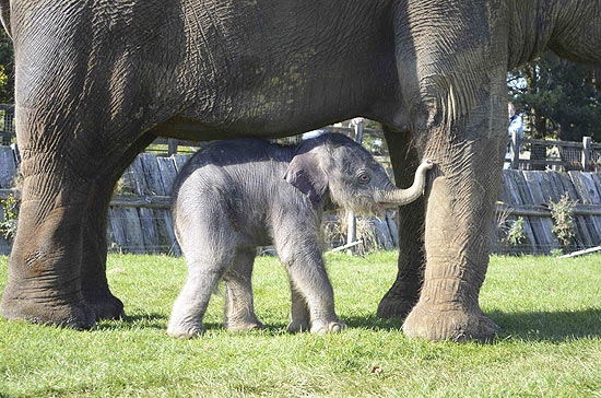 Com poucos dias de vida, o bebê elefante ainda não foi batizado