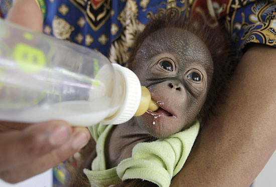 Damai ganha mamadeira em zoológico da Indonésia