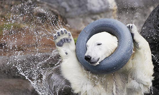 Urso polar brinca na água no zoo de St-Felicien, em Québec, Canadá