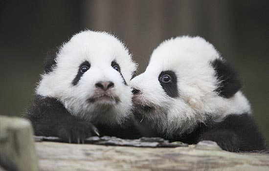 Panda faz carinho em irmãozinho na China
