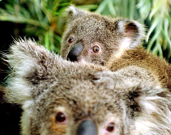 Bebê coala ficou agarrado na mãe