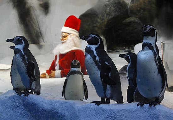 As aves ganharam até um papai noel na decoração do aquário