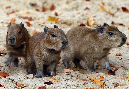 Bebê / Capivara