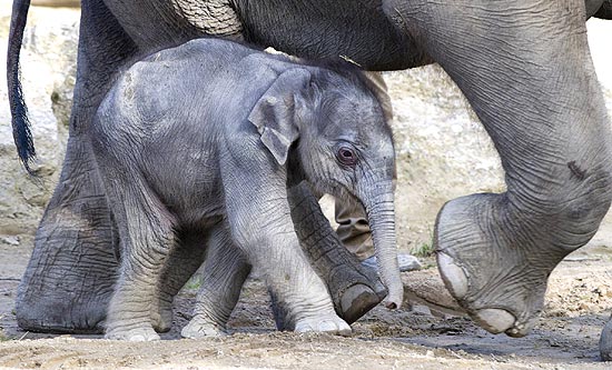 Filhote apareceu em público pela primeira vez em zoo na Alemanha