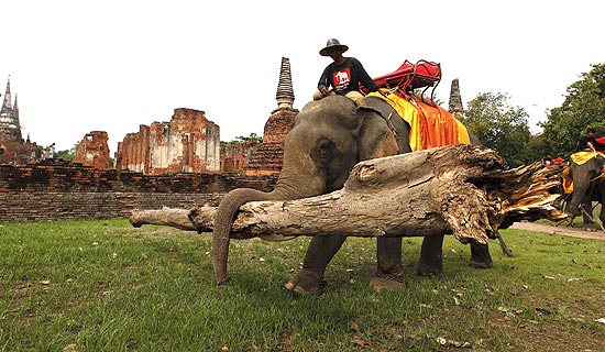 Elefante retira árvore de templo na Tailândia