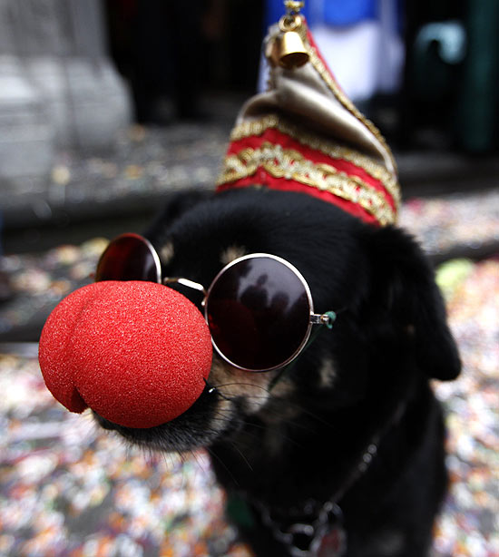 Cachorro veste óculos, chapéu e nariz de palhaço