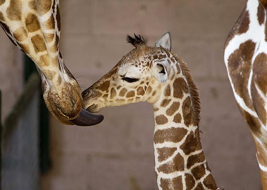 Dikla lambe filhote em zoológico de Israel