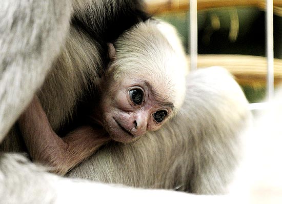 Mãe e filho vivem no zoológico de Zurique, na Suiça